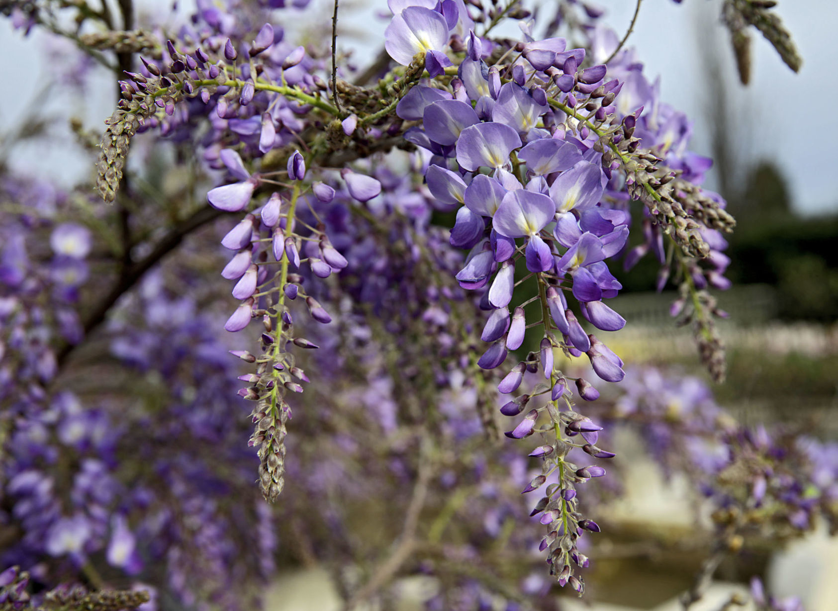 Tulsa Botanic Garden